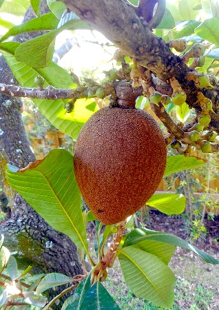 Mamey Sapota on Branch